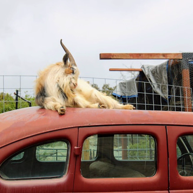 Guess Which Door Has A Car Behind It